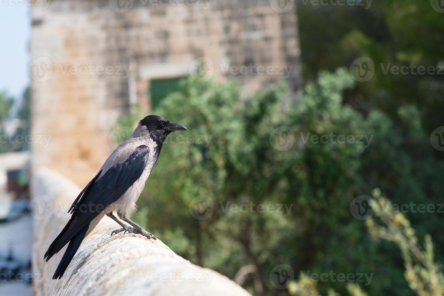 bonte kraai in Israël foto