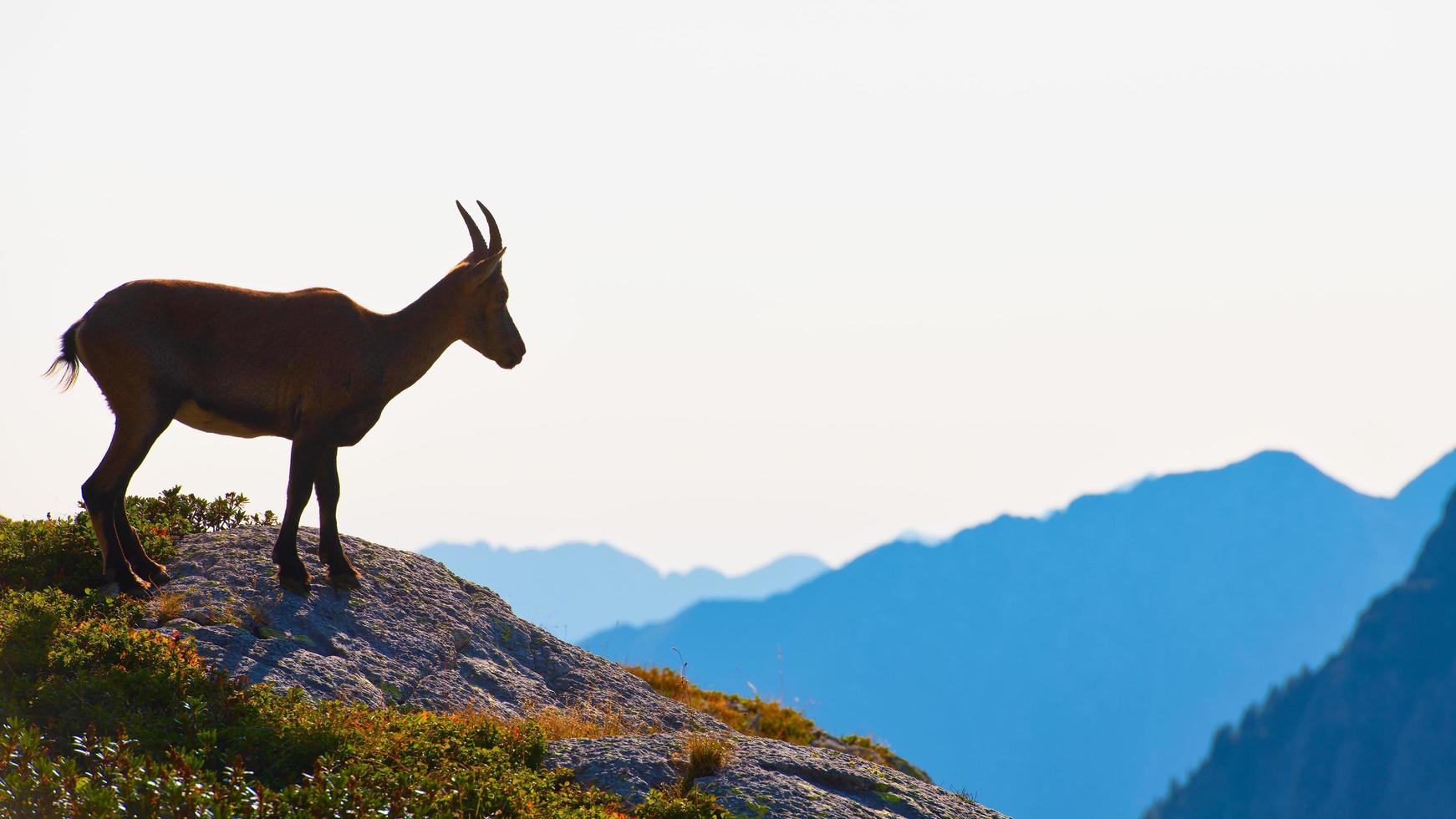 steenbok kijkt vanaf een top naar de bergen foto