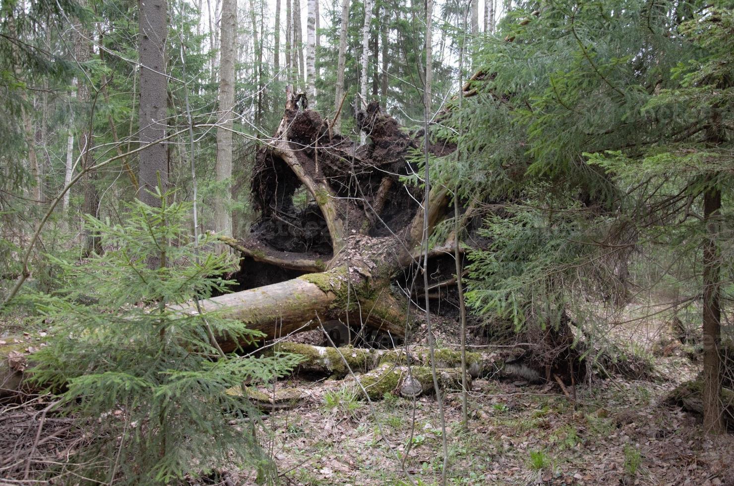 een omgevallen grote boom in het bos. de boom heeft grote wortels foto