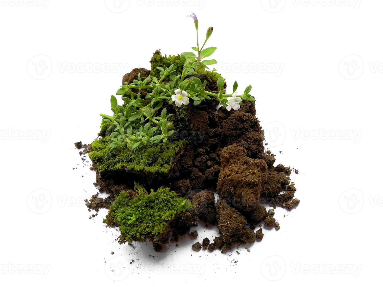 groen mos met vuil of grond geïsoleerd op een witte achtergrond foto