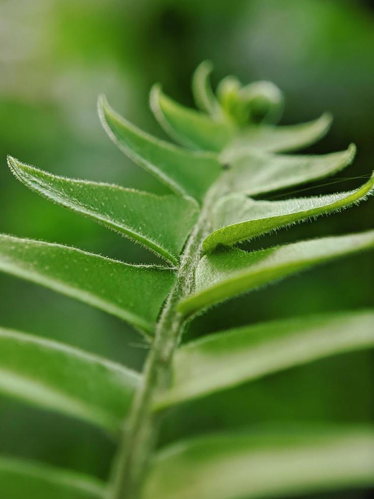 close-up foto, wild groen, mooie achtergrondfoto foto