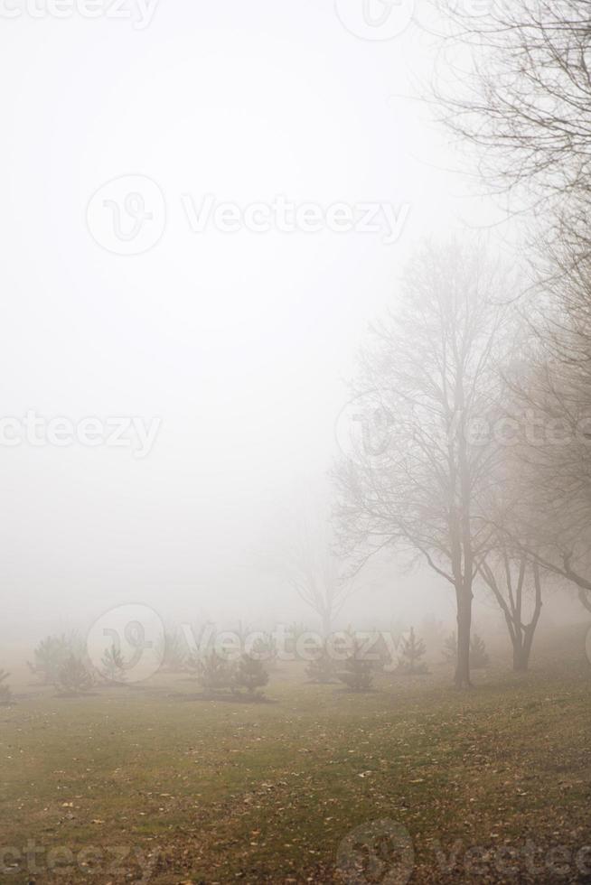 bomen in de mistige winterdag foto