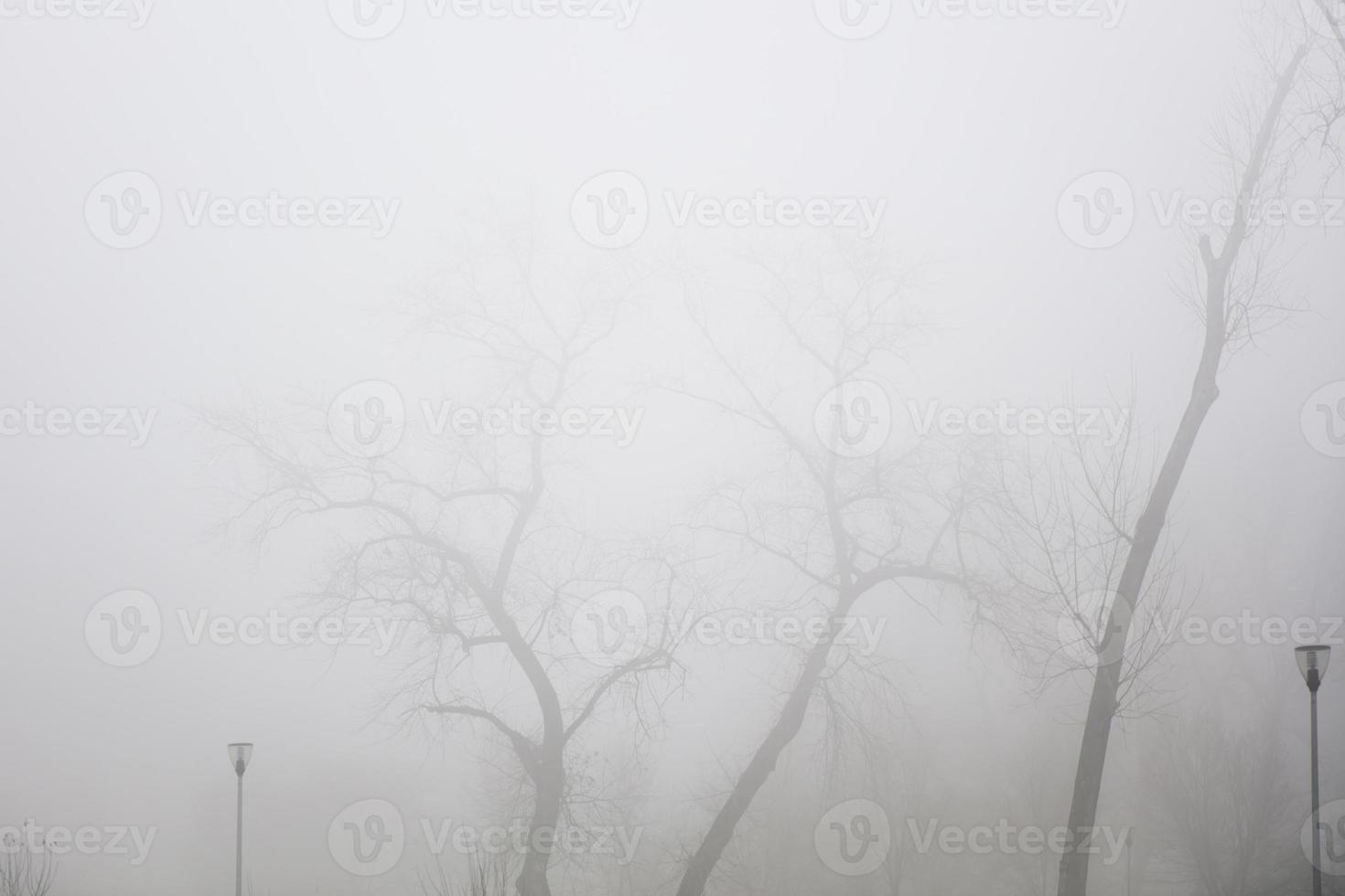 bomen in de mistige winterdag foto