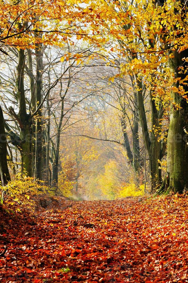 herfst, herfstbos. pad van rode bladeren naar licht. foto