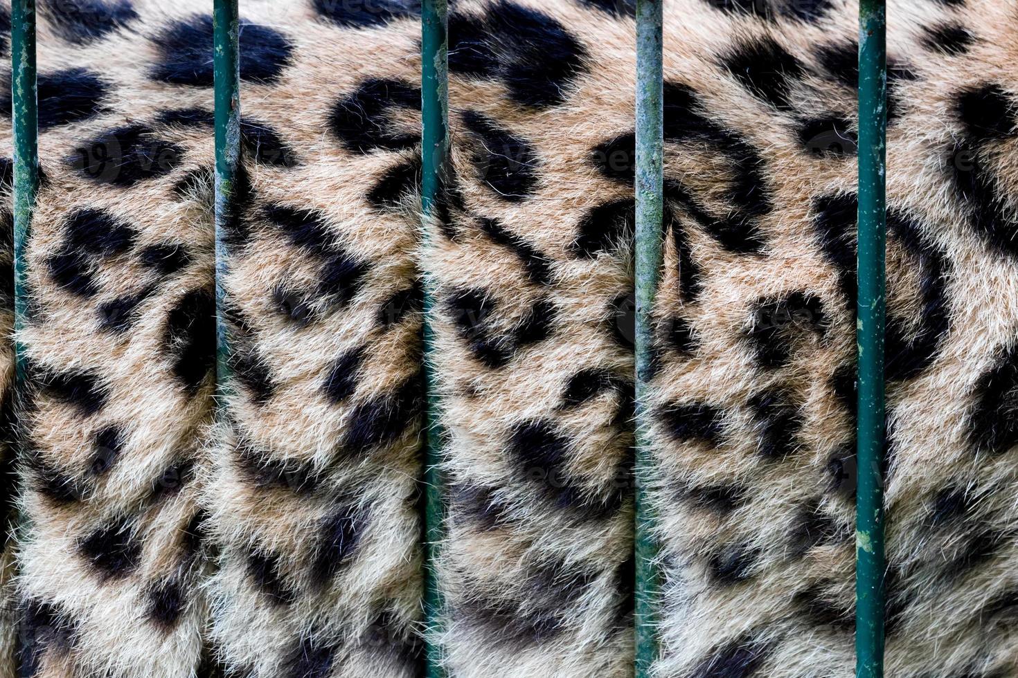 een grote kat in een kooi, zijn vacht achter tralies in de dierentuin, gevangenschap foto