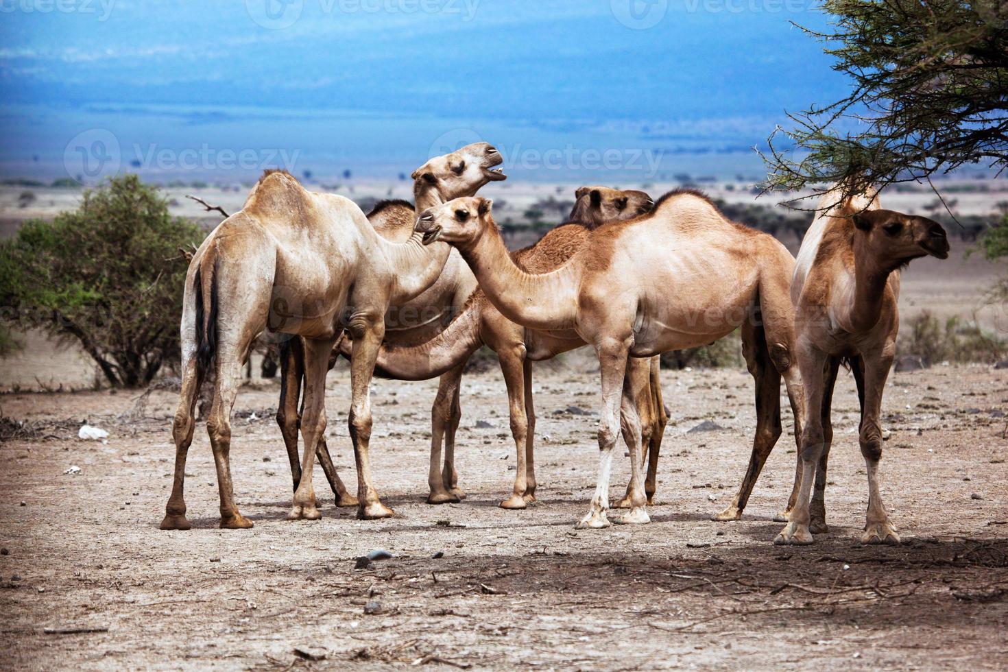 groep kamelen in afrika foto