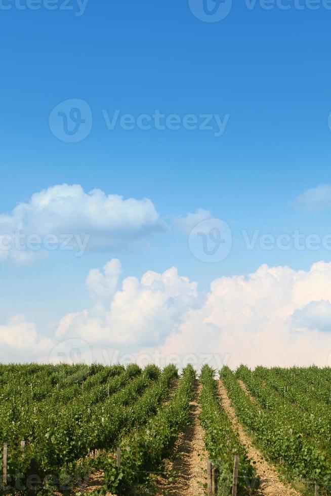 prachtig wijngaardlandschap foto