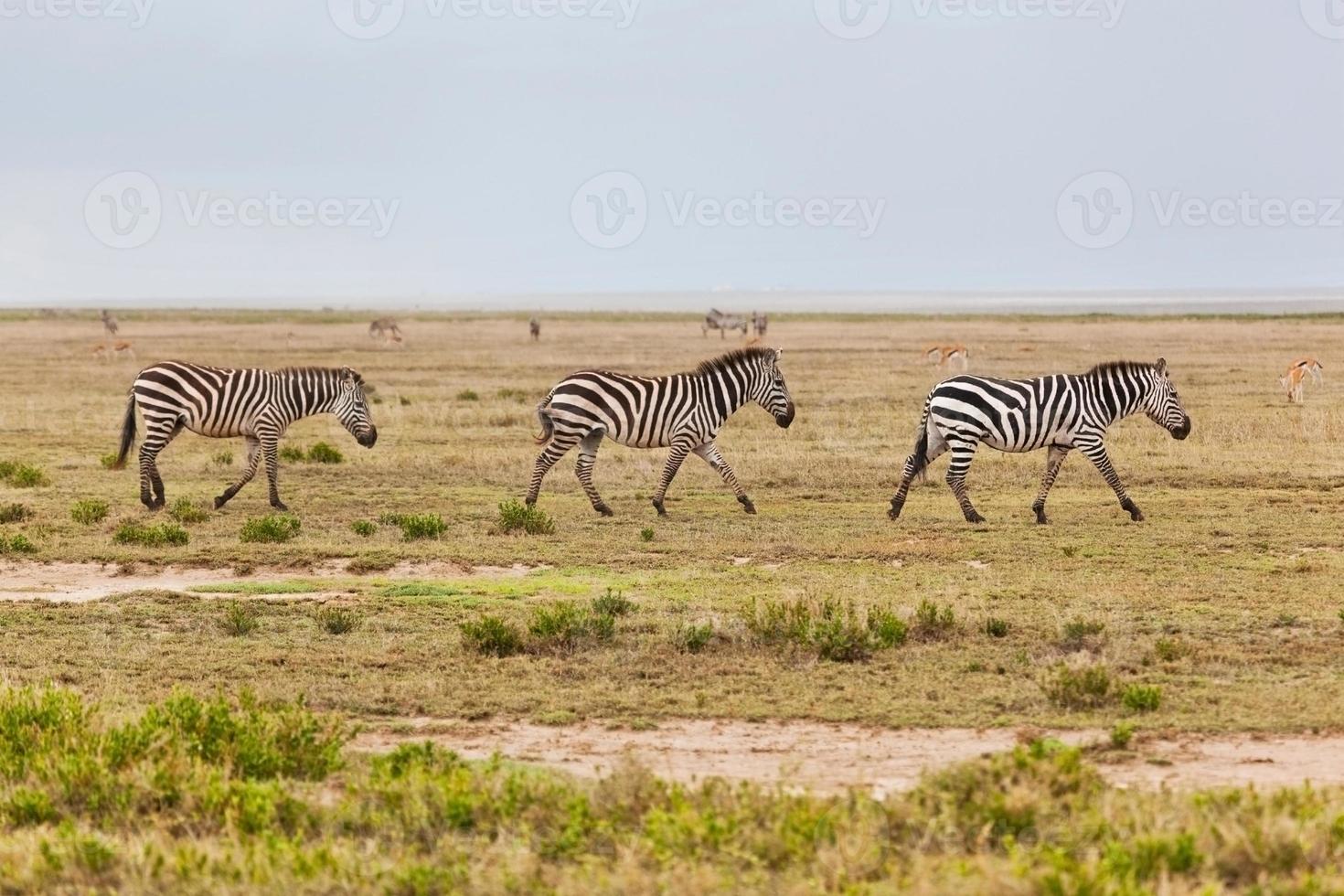 zebra's kudde op Afrikaanse savanne foto