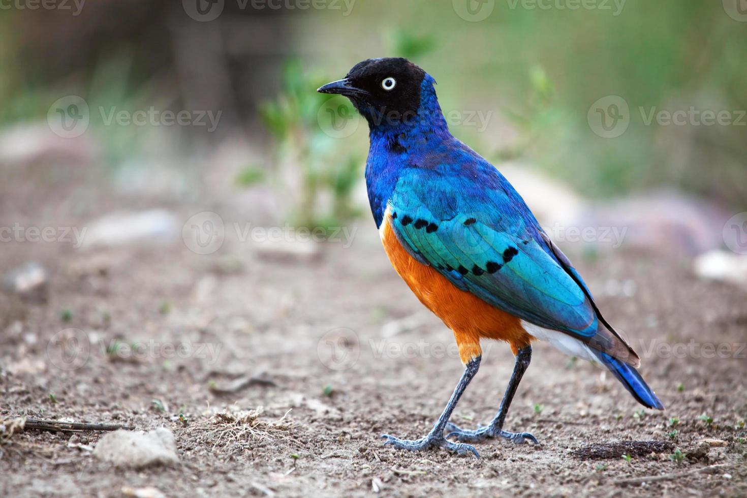 prachtige spreeuwvogel in Tanzania, Afrika foto