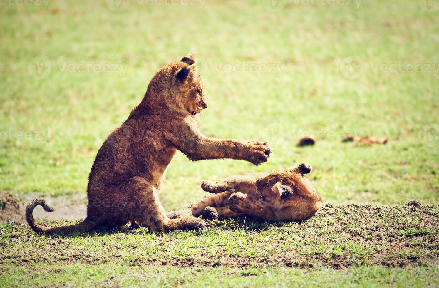 kleine leeuwenwelpen spelen. Tanzania, Afrika foto