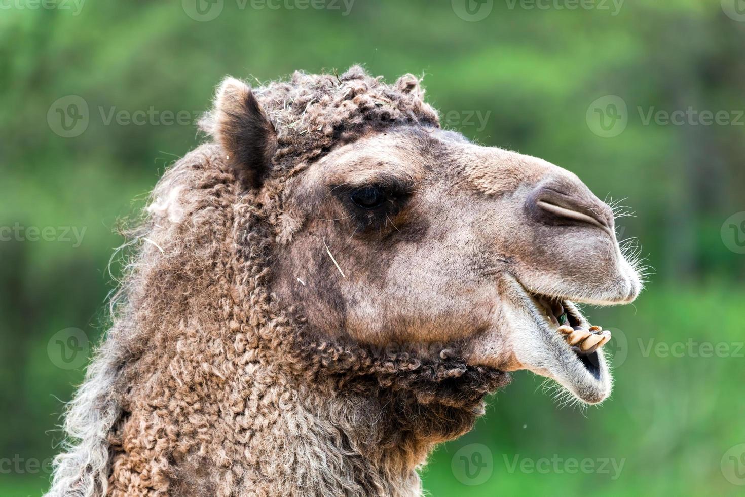 Bactrisch kameelportret. grappige uitdrukking foto