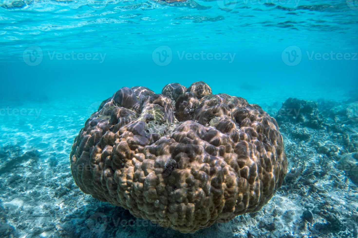 onderwater koraalrif en vissen in de indische oceaan, maldiven. foto