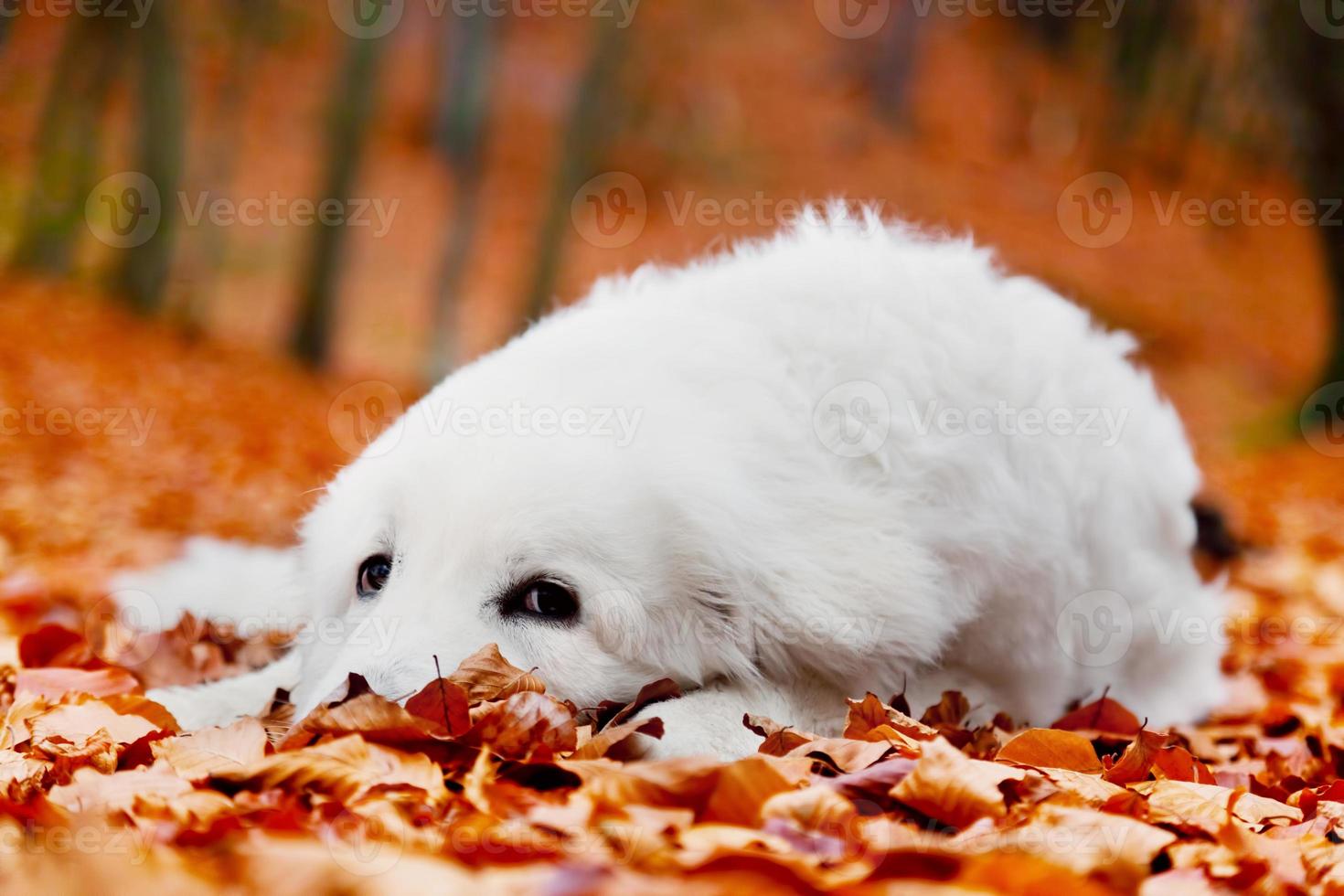 schattige witte puppy hondje liggend in bladeren in de herfst, herfst bos. foto