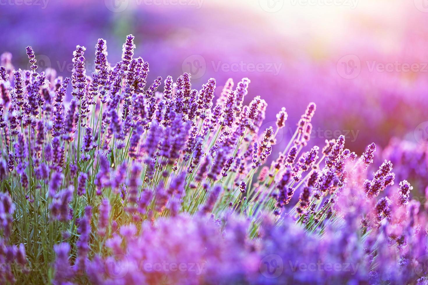 lavendel bloem veld bij zonsondergang. foto