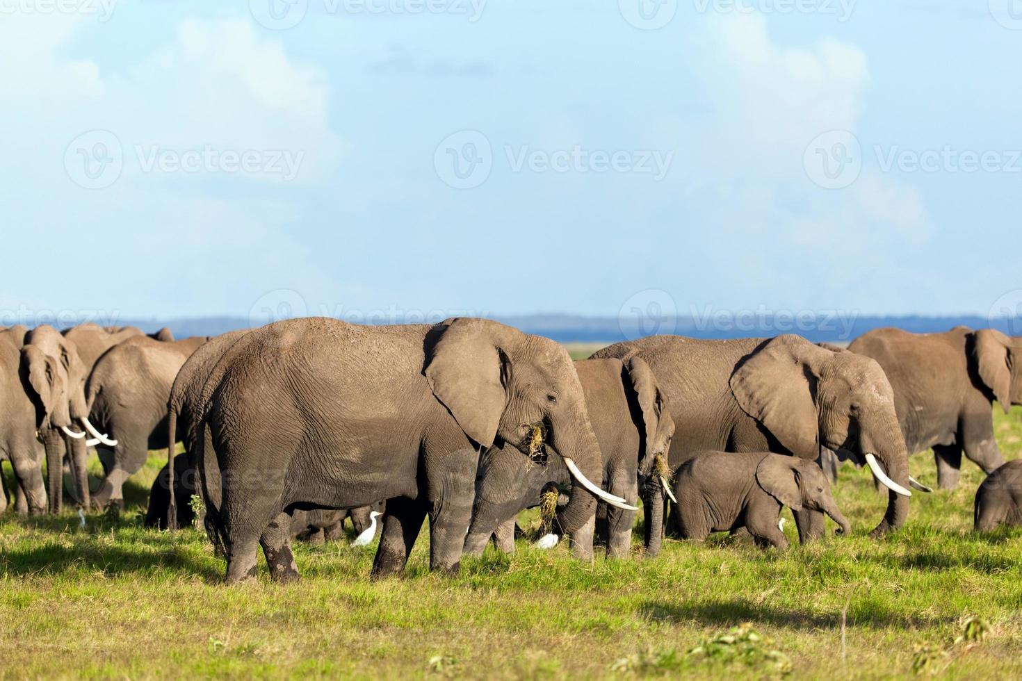 olifanten kudde op savanne. safari in amboseli, kenia, afrika foto