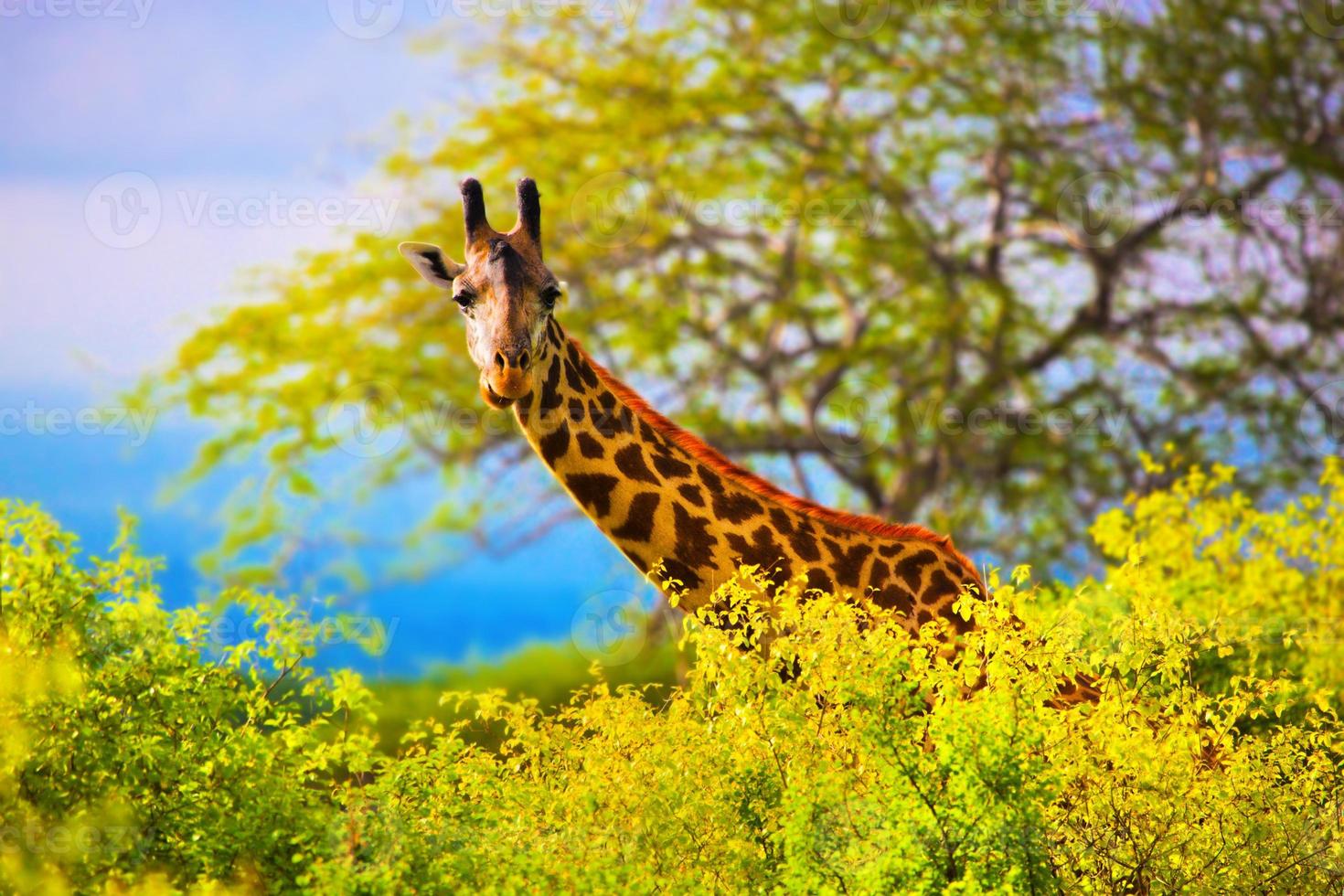 giraf in struik. safari in tsavo west, kenia, afrika foto