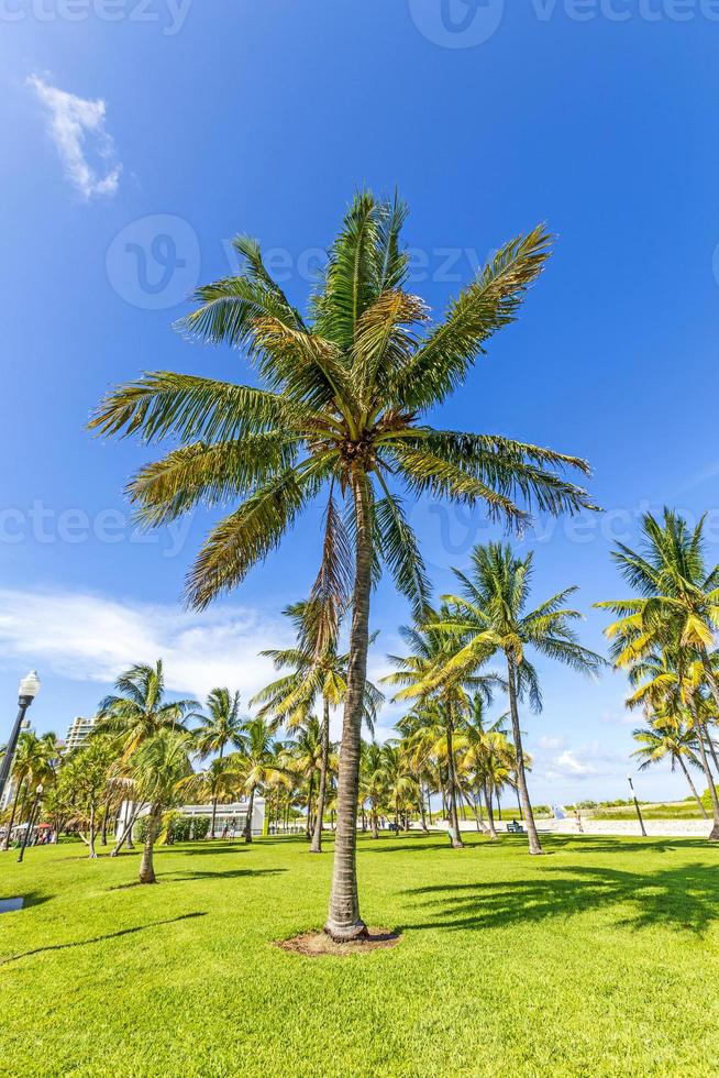 prachtig miami strand met palmbomen foto