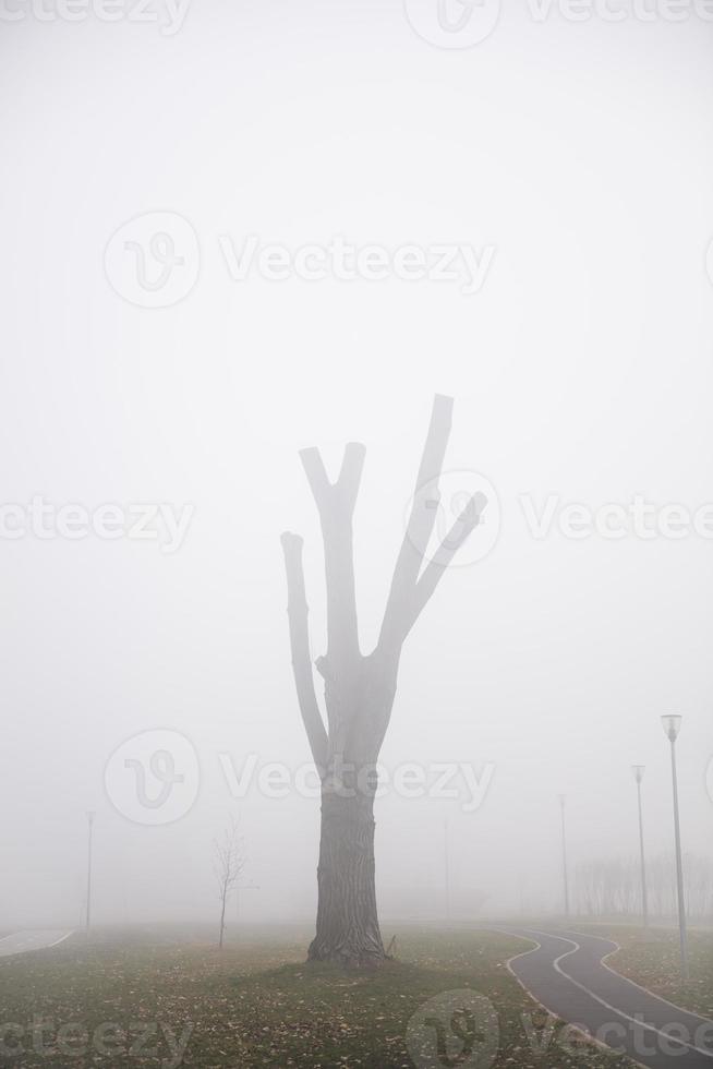 bomen in de mistige winterdag foto