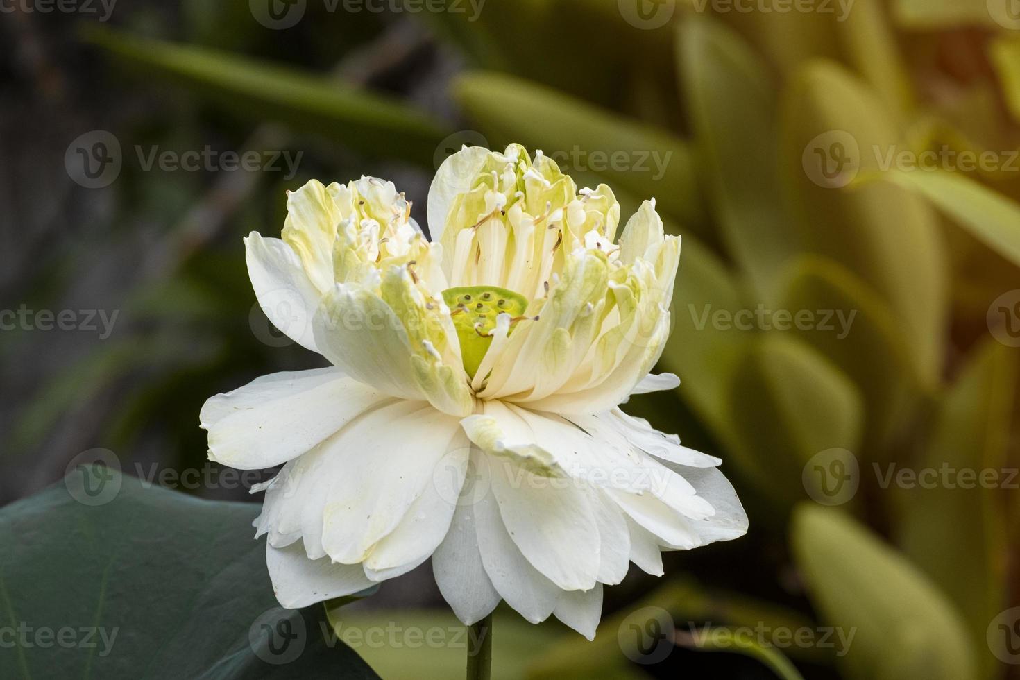 elegantie witte lotus bloeiend met groene bladeren. solf schoon water lilly bloemblaadje bloesem rustig foto