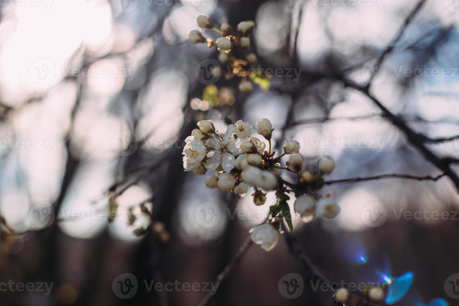 lente, bloeiende kersenboom. bloeiende boom, veel witte bloemen en knoppen met onscherpe achtergrond. foto