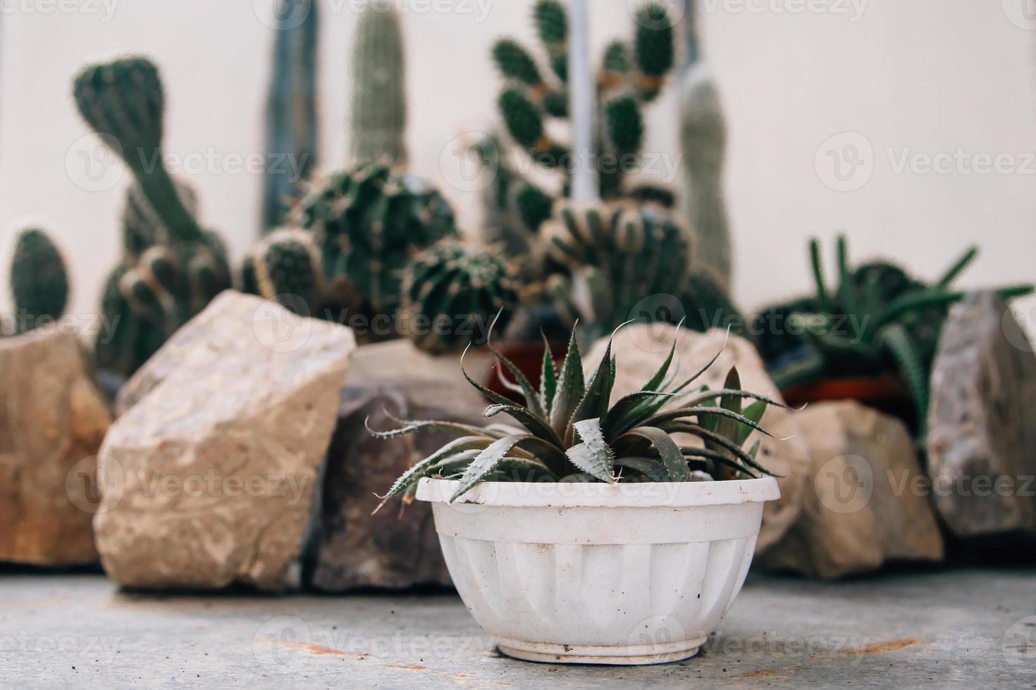 grote cactus in de potten. grappige cactus voor huisdecoratie. foto