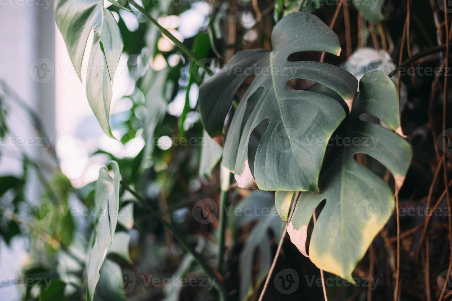 monstera groene bladeren of monstera deliciosa, achtergrond of groene lommerrijke tropische bospatronen. foto