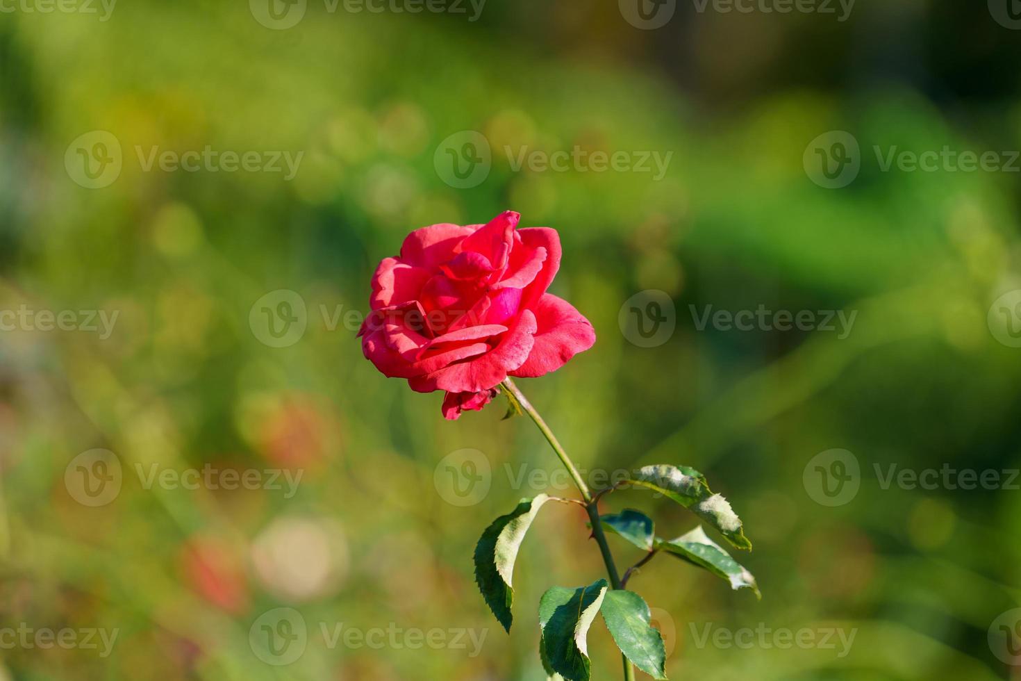 delicate rode roos op een bloembed foto