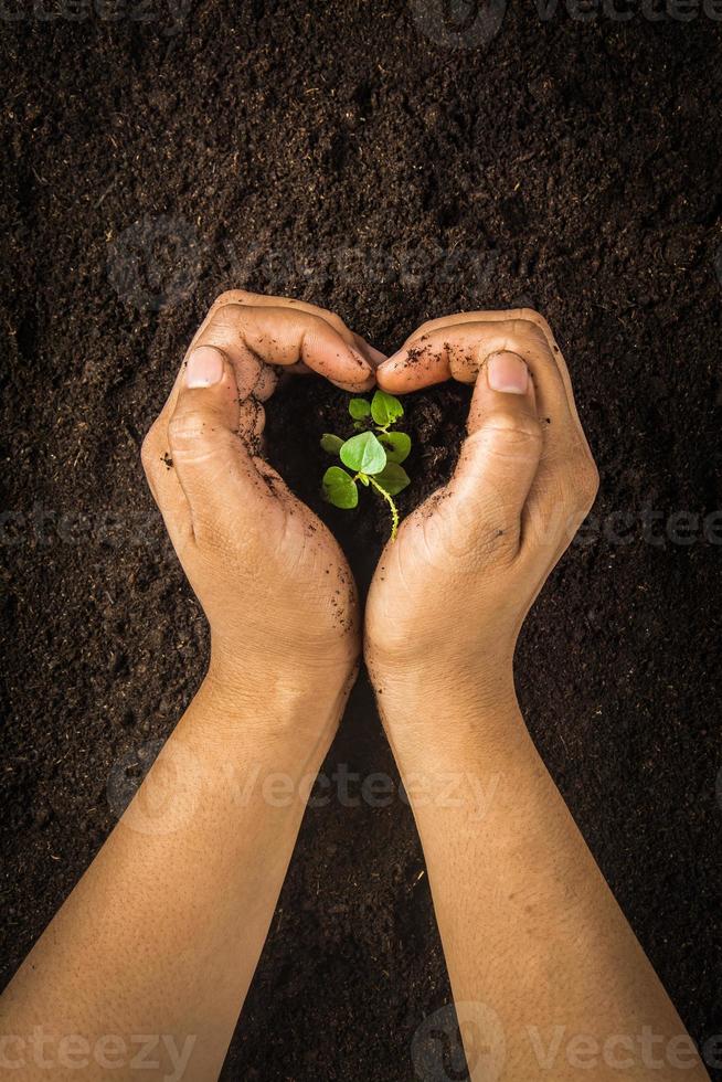 kleine boom met handen en grond, bodemachtergrond foto