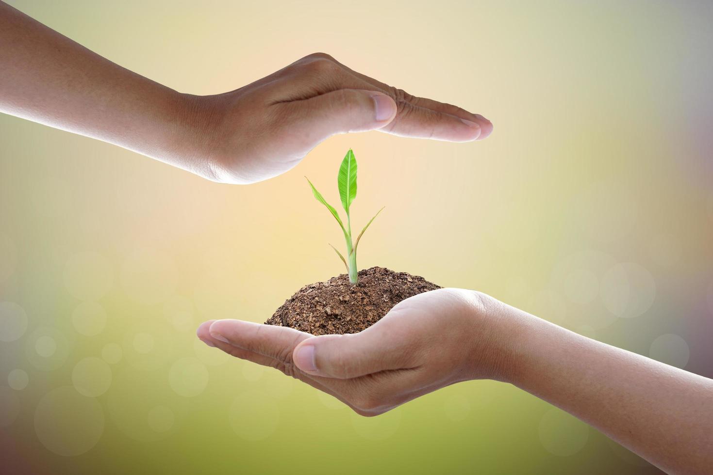 wereld milieu day.human hand bescherming boom met zonlicht op groene natuur achtergrond. foto