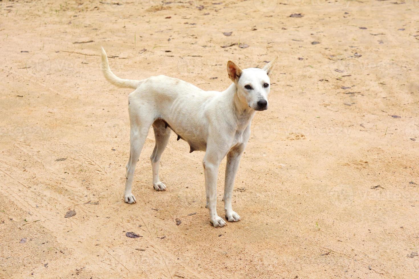 witte hond op straat foto