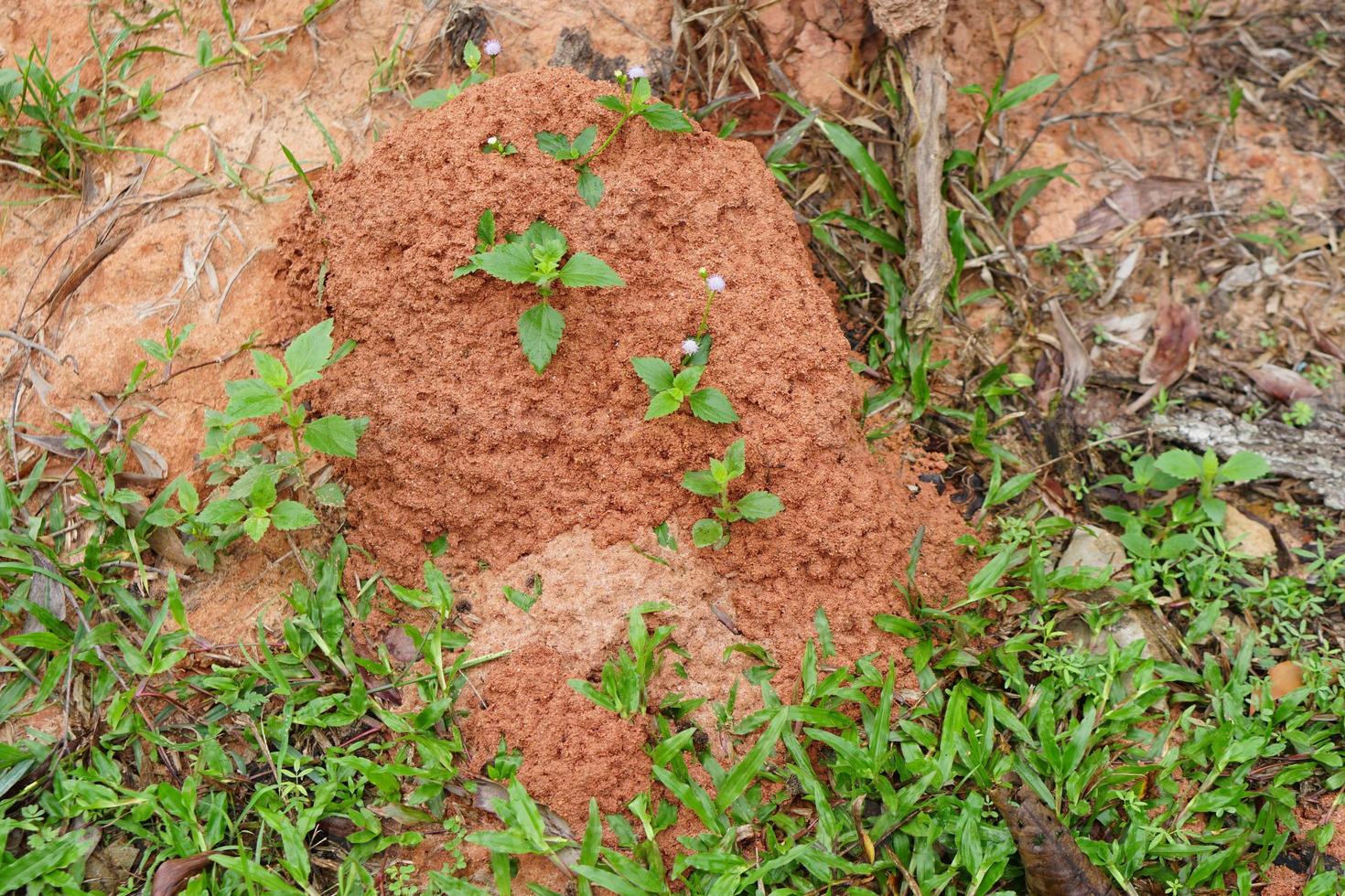 termietennesten die aarde gebruiken om te nestelen foto