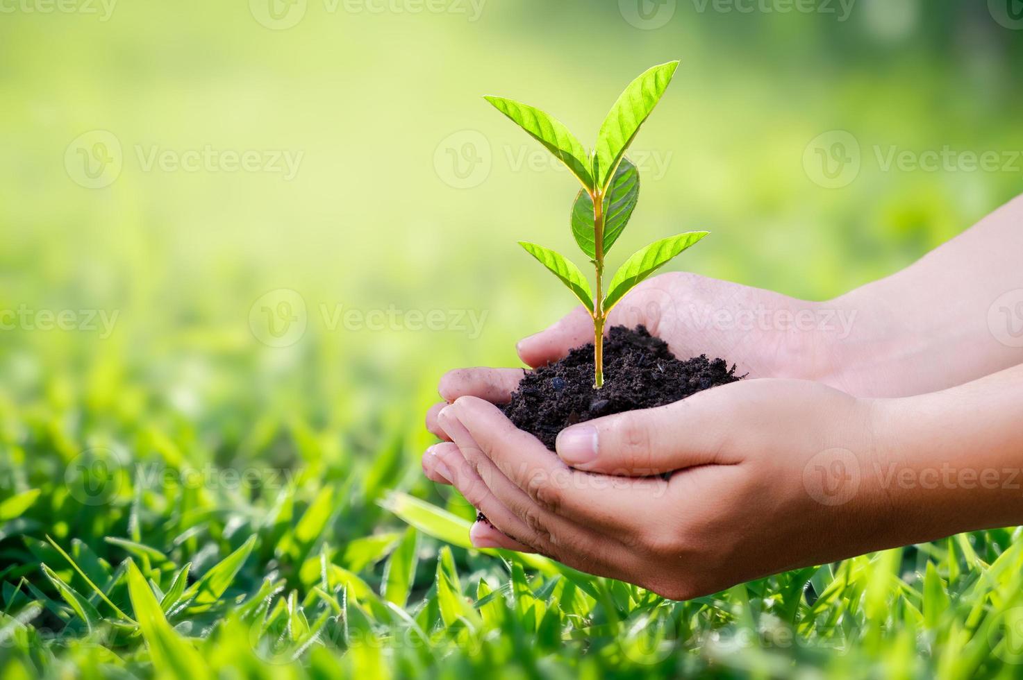 hand met een hart boom milieu aarde dag foto