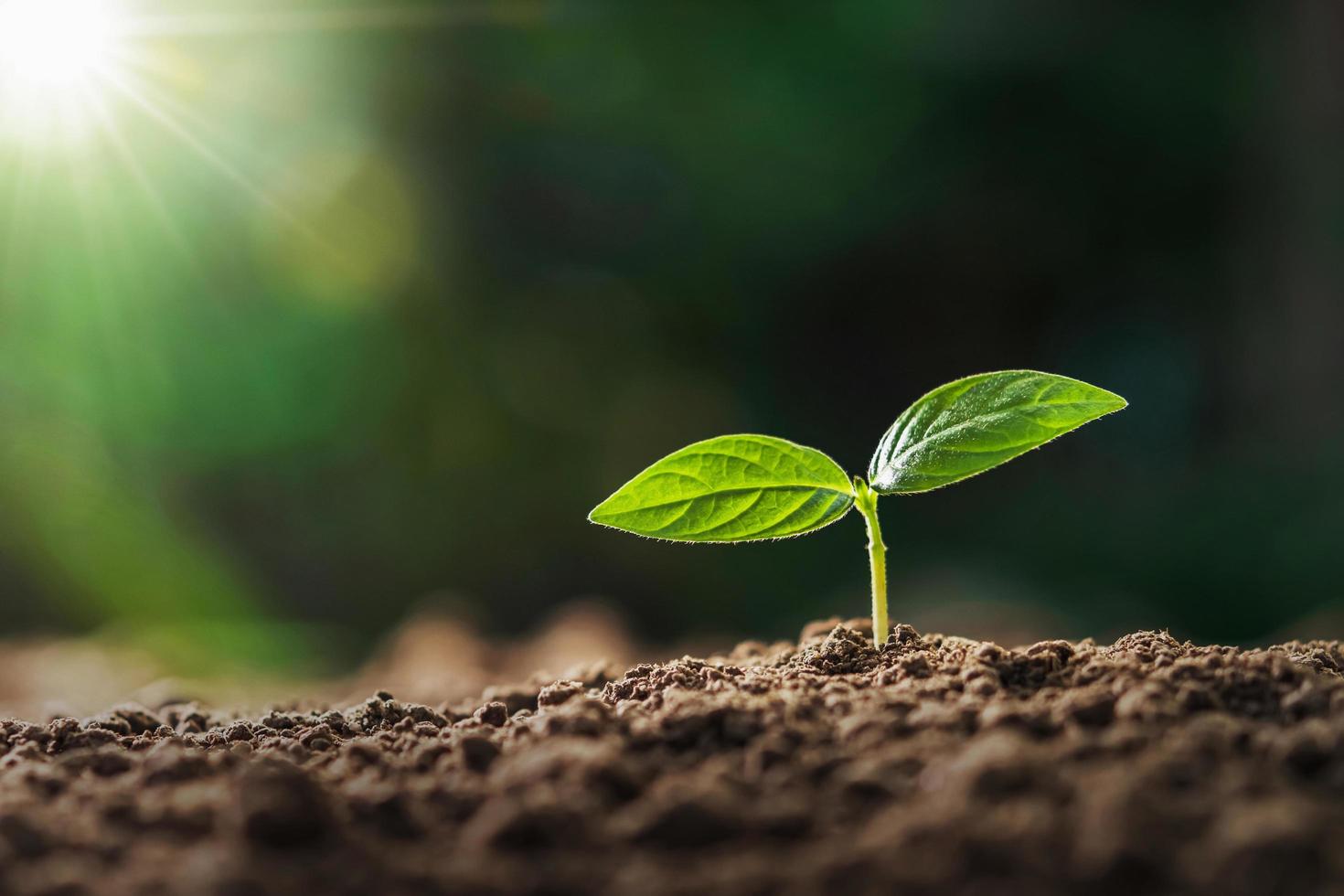 kleine plant groeit in het ochtendlicht in de tuin. concept aarde dag foto