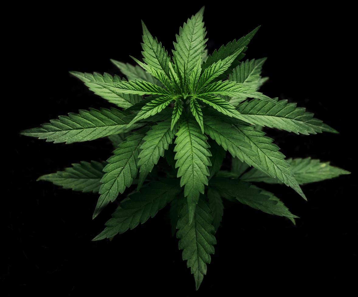 close-up van cannabis op zwarte achtergrond foto