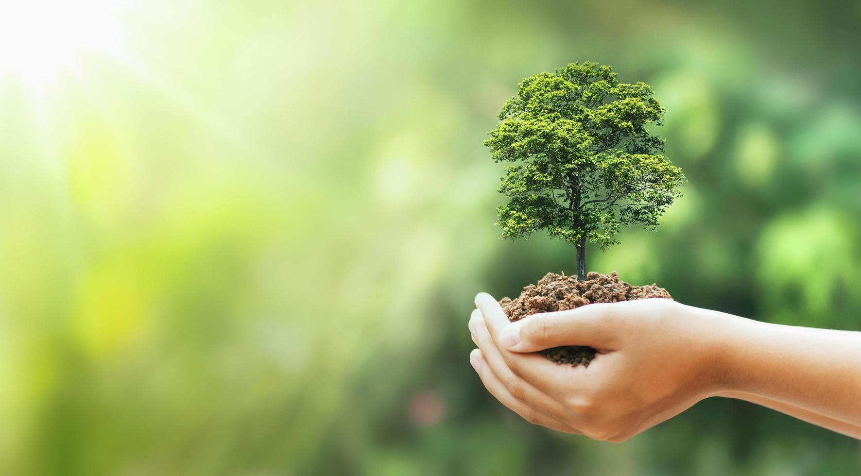 hand met grote boom die groeit op een groene achtergrond met zonneschijn foto