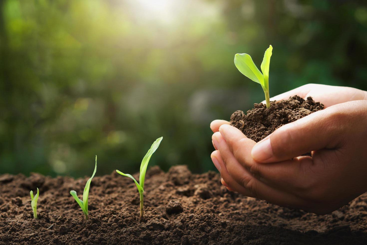 hand met jonge maïs voor het planten in de tuin met zonsopgangachtergrond foto