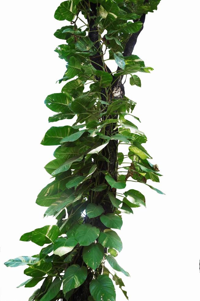 groene blad monstera plant op boom isoleren op witte achtergrond foto