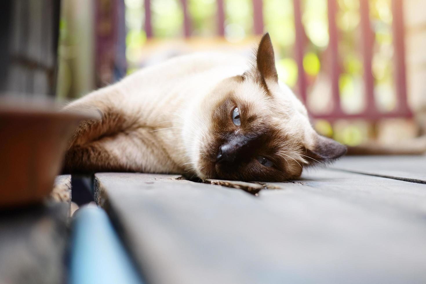 Siamese kat ontspannen op houten vloer met zonlicht in natuurlijke tuin foto