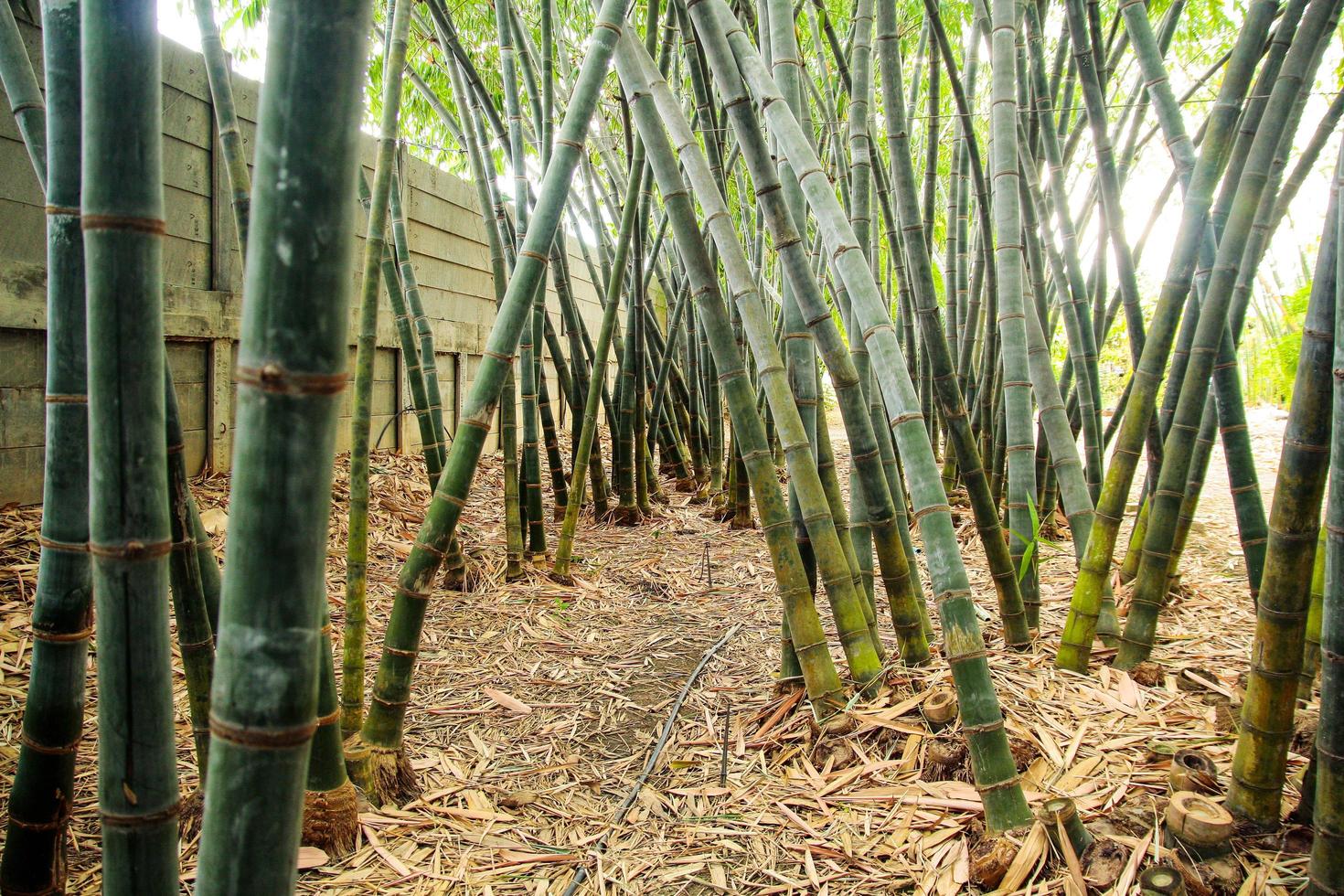 bamboetuin in natuurlijk licht foto