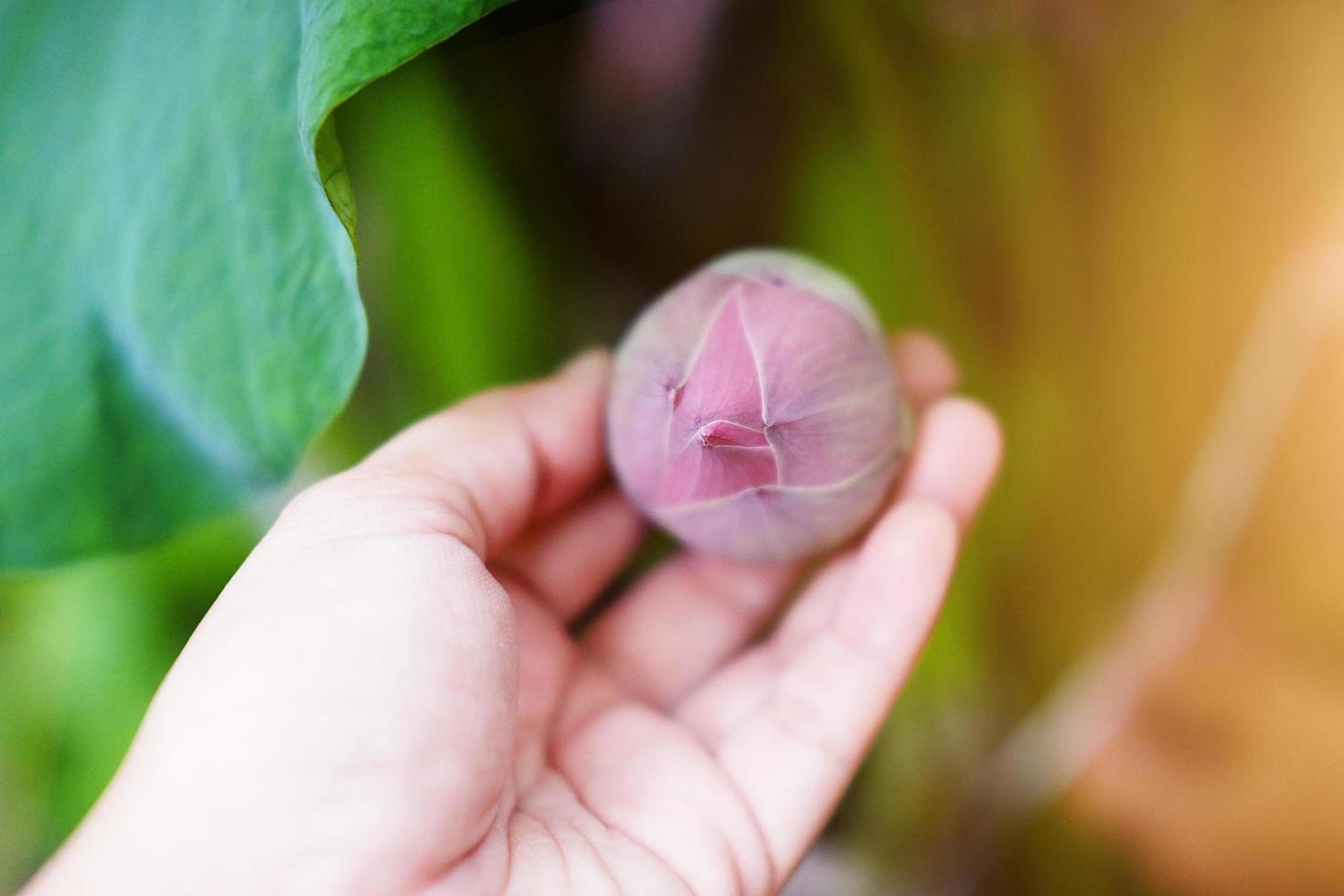 vrouw hand met waterlelie bloem in fontein vijver mooi in de groene natuur achtergrond foto