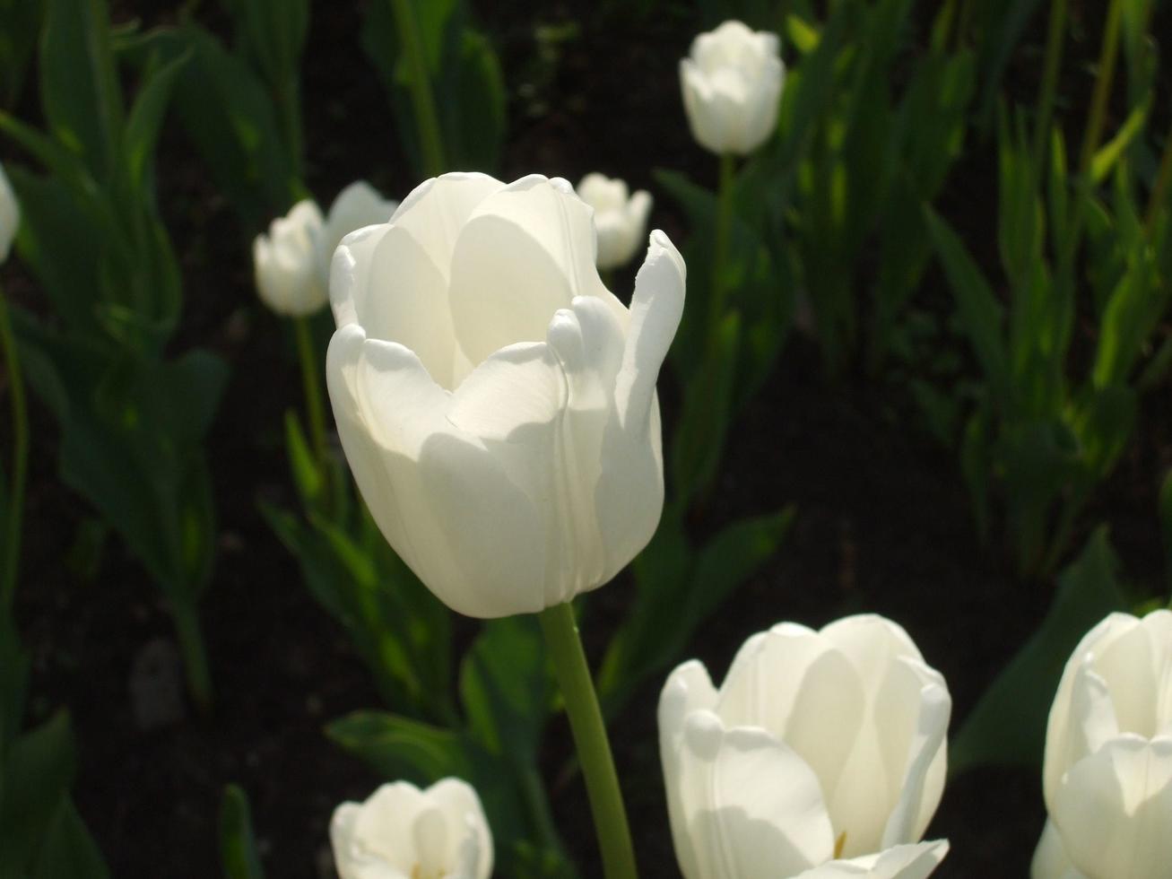 witte tulpen. bloemenbed. lente foto