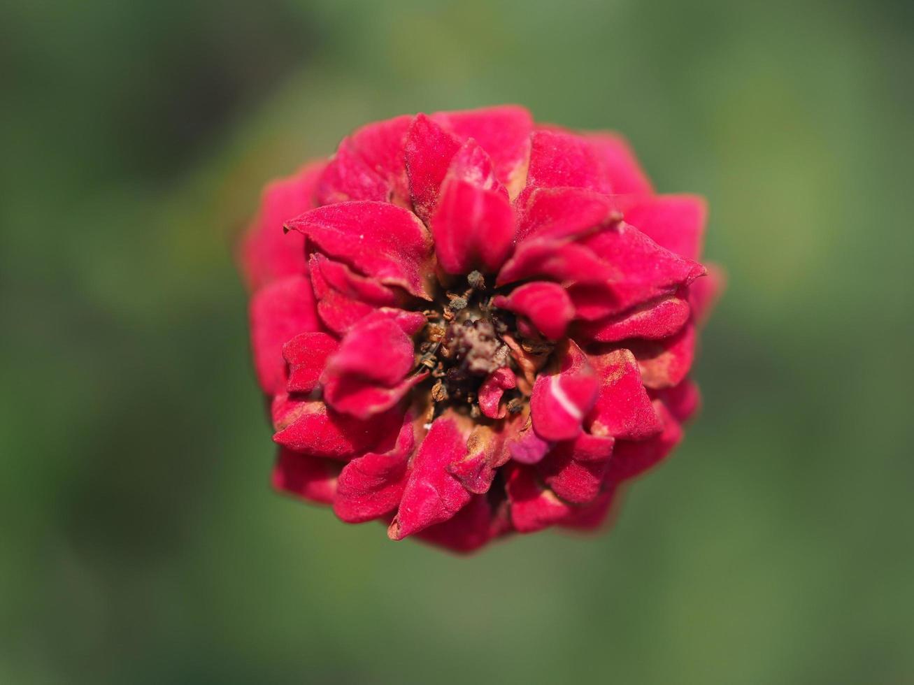 bloem is rode roos en roze roos foto