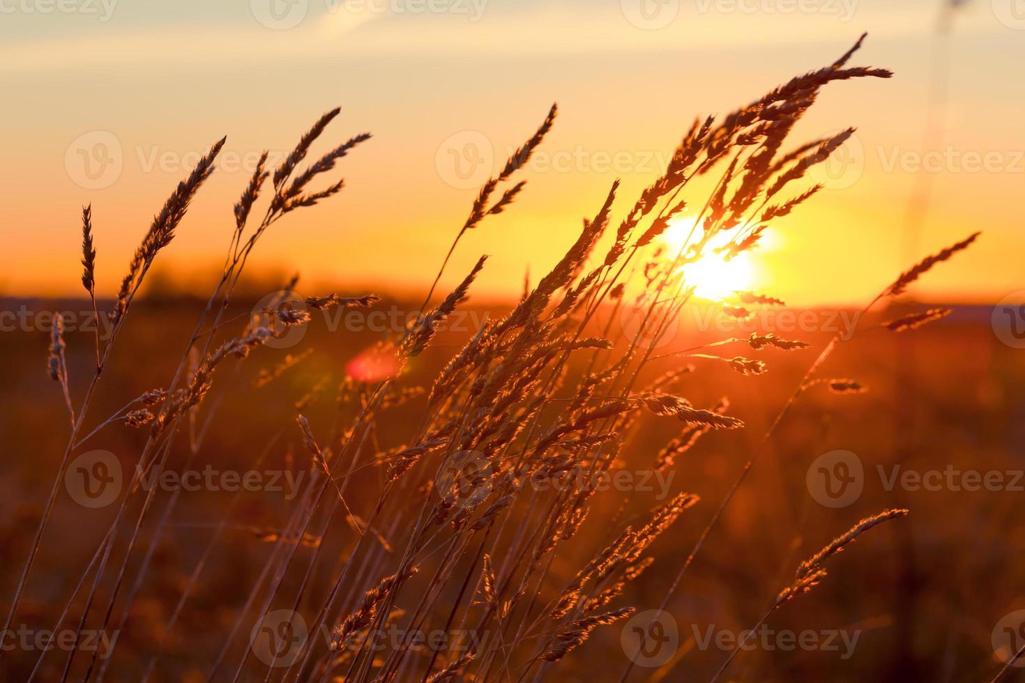 gras bij zonsondergang foto