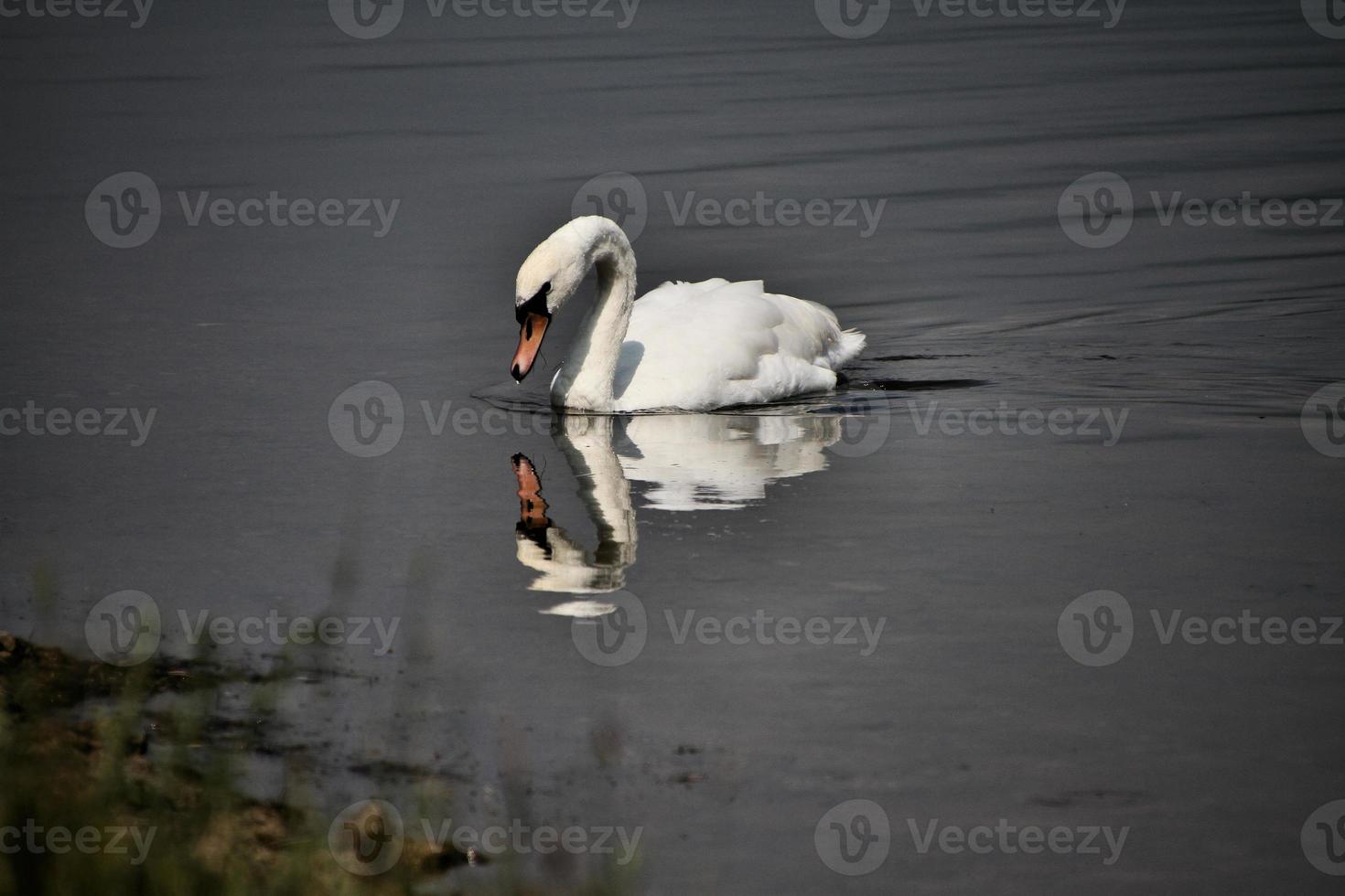 een close up van een knobbelzwaan foto