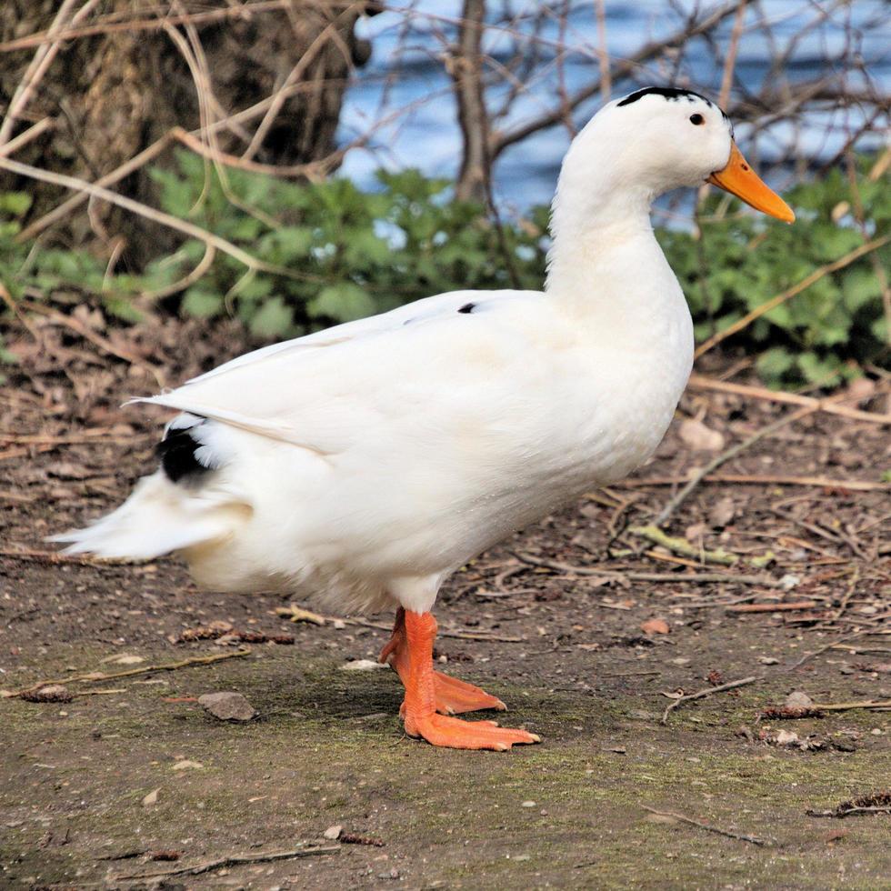 een close up van een witte eend foto