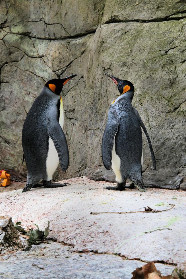 een close up van een pinguïn foto