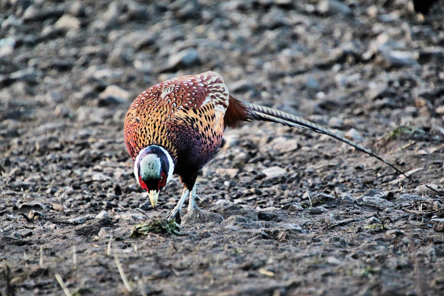 een close up van een fazant foto
