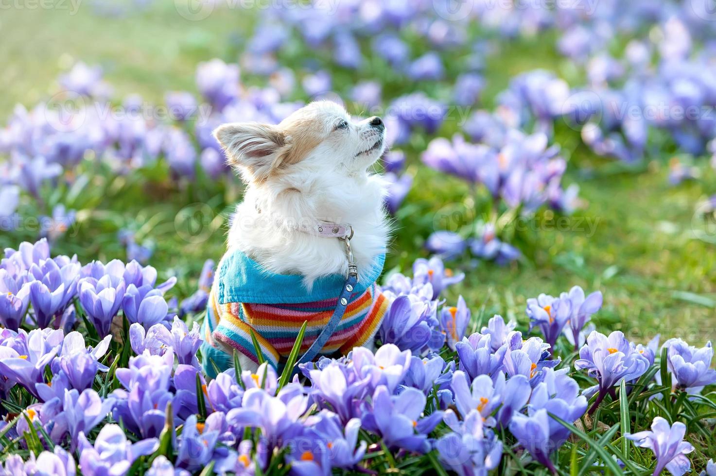 chihuahua hond droomt tussen paarse krokus bloemen foto