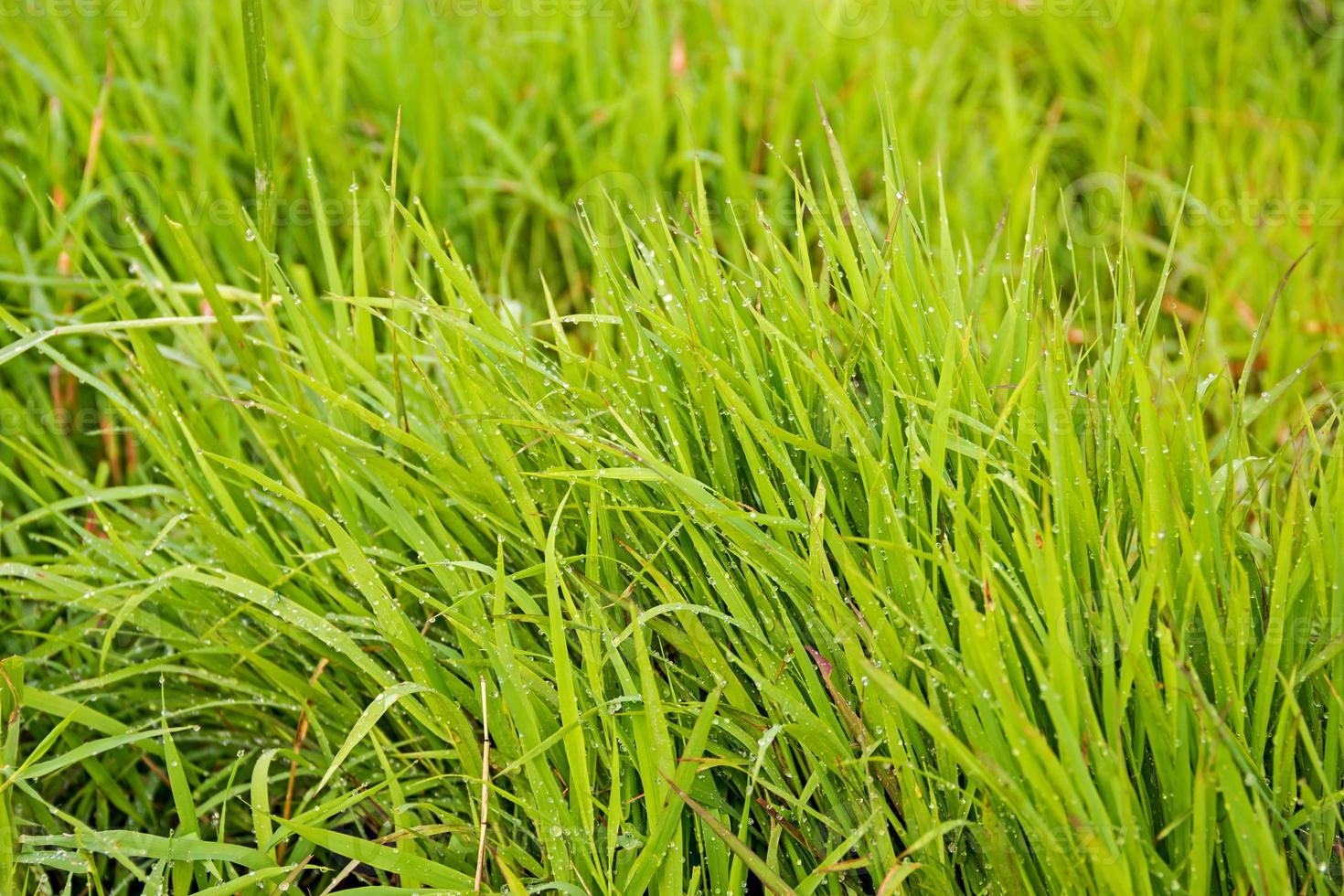 groene scheuten van voorjaar gras in water foto