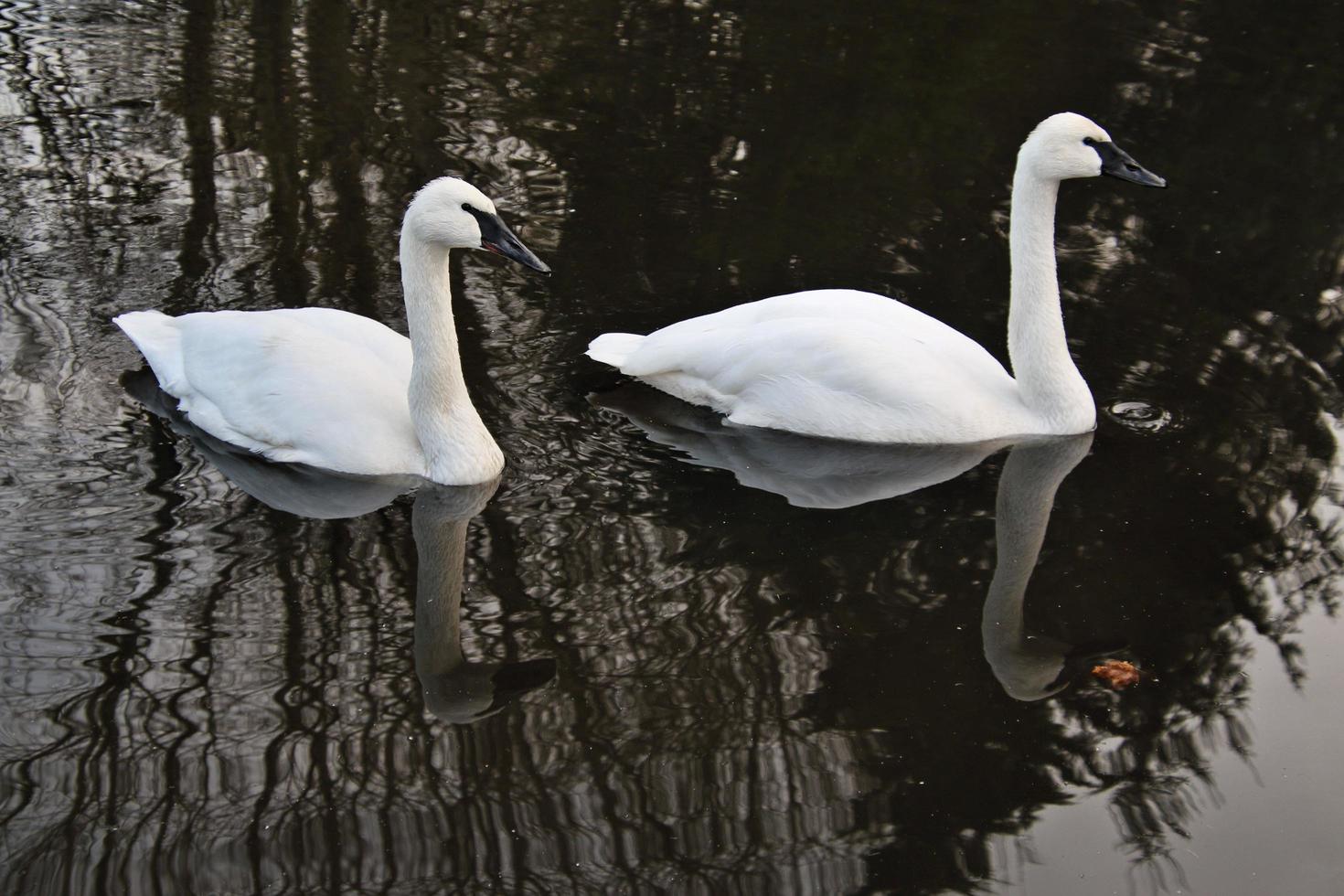 een close up van een trompetzwaan op het water foto